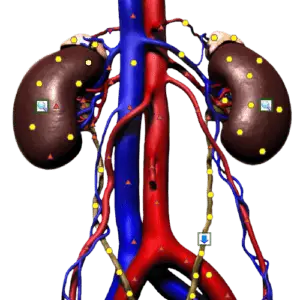 Alfred Steinke - ganzheitlich vital - Biofeedback - Organscan der Nieren